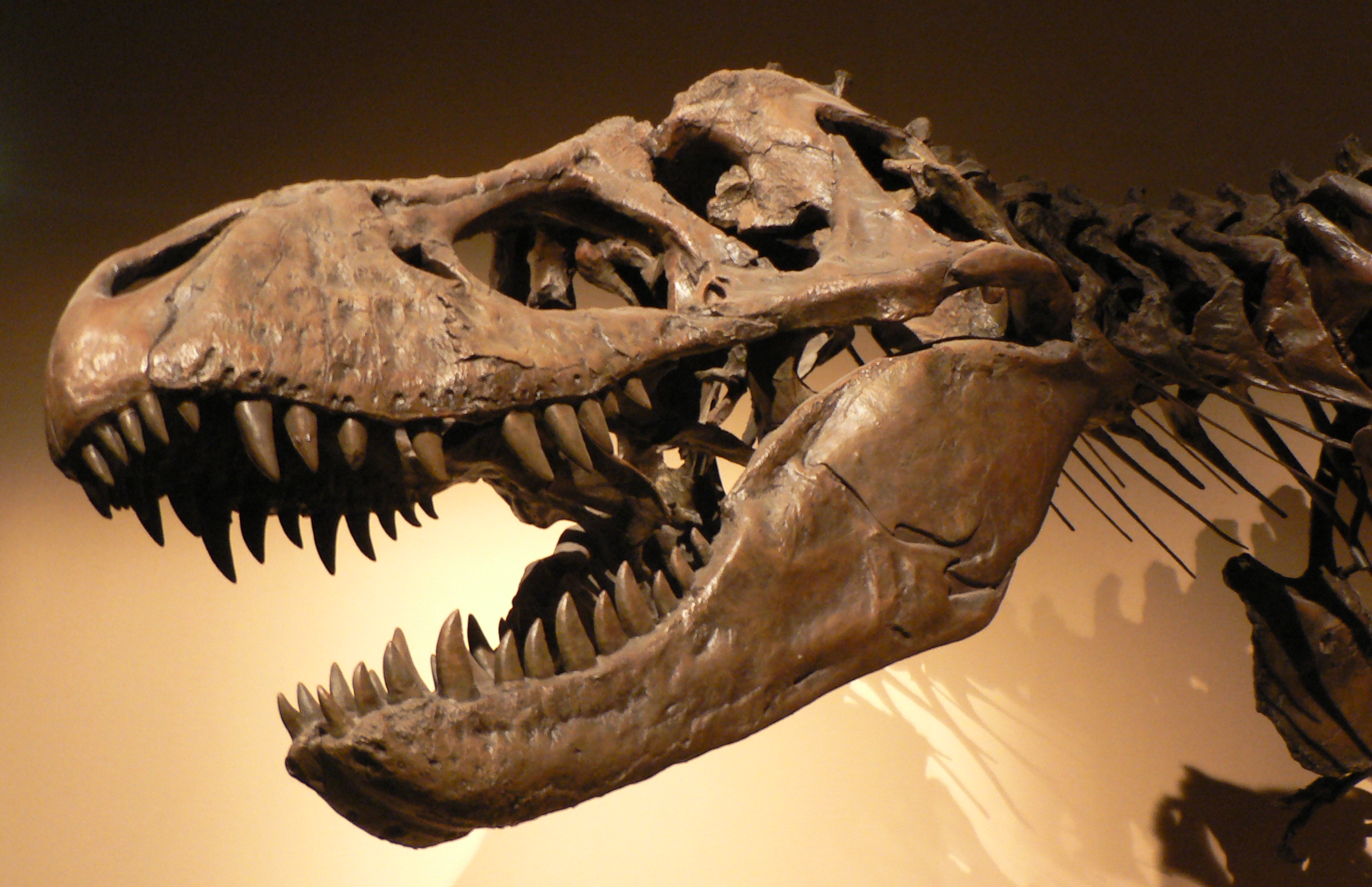 Tyrannosaurus rex: The King of Montana (image credits: wikimedia)