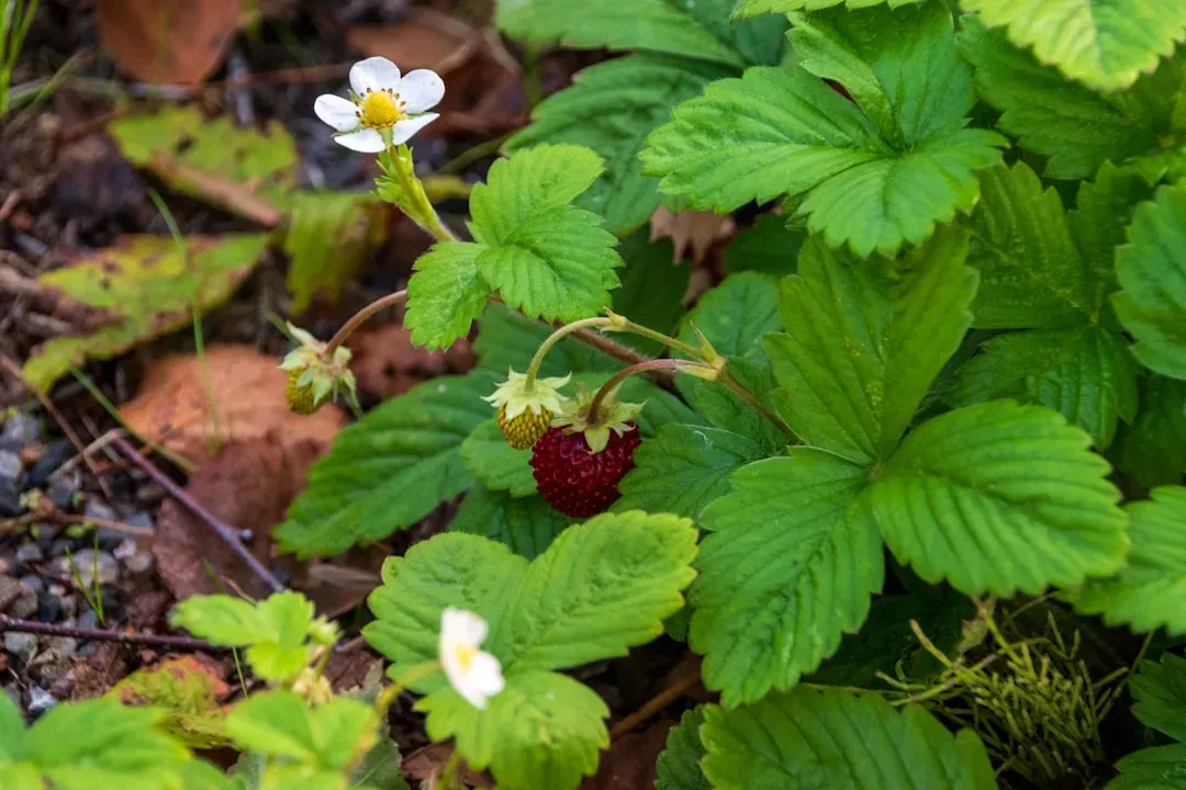 Foraging for Edible Plants (Image Credits: Unsplash)