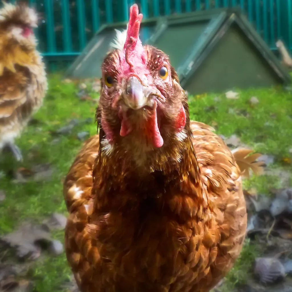 Madder Than a Wet Hen (Image Credits: Flickr)