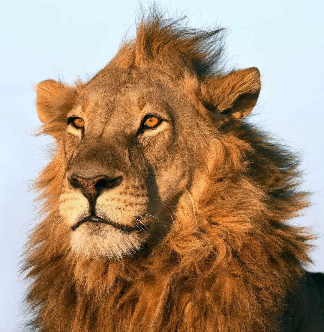 Leo: Recognition, Romance, and the Spotlight Awaits (Image Credits: Unsplash)