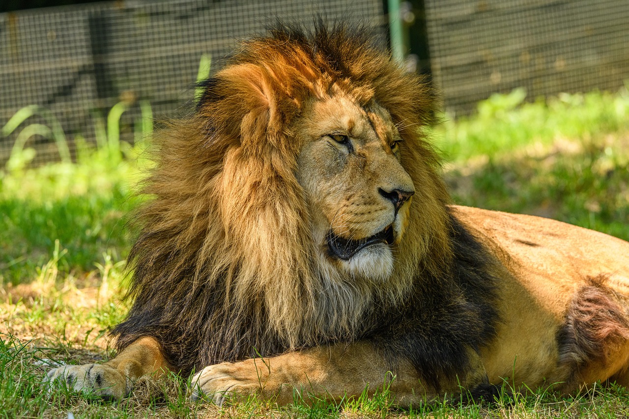 Leo: Career Domination and Creative Breakthroughs (image credits: pixabay)
