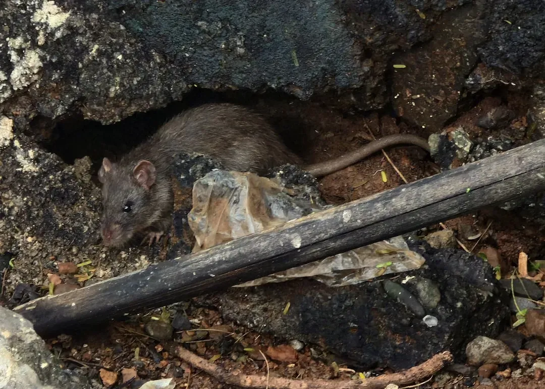 Wildlife, Pests, and the Garden That Fought Back (Image Credits: Unsplash)