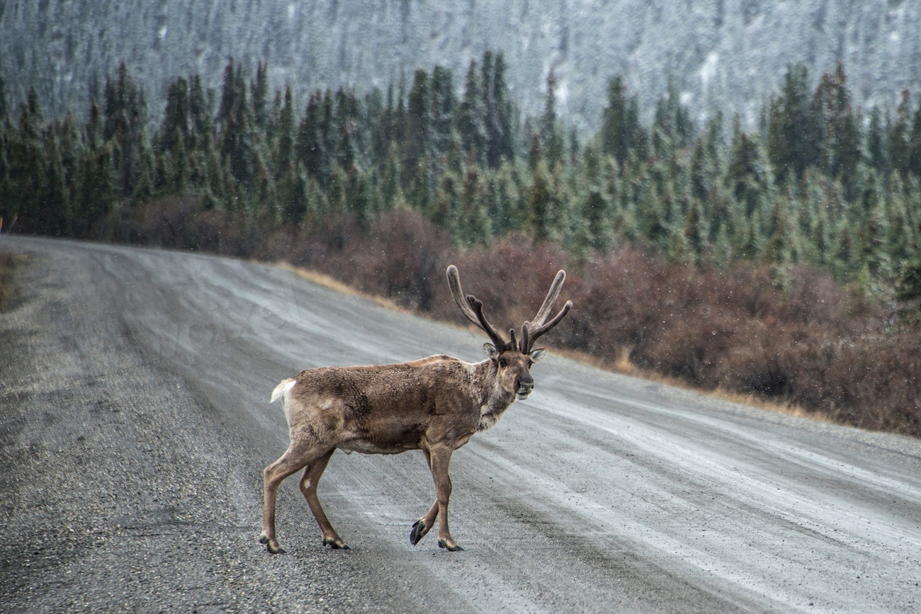 The Impact on Local Wildlife