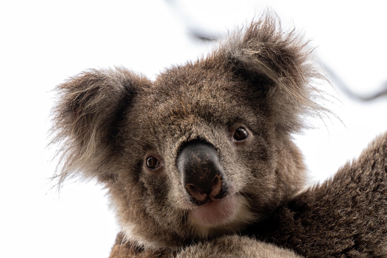 Australian Wildlife: Marsupials Terrified of Human Voices (image credits: pixabay)
