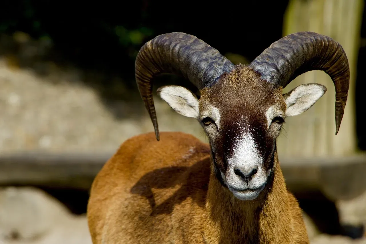 Aries (Image Credits: Pixabay)