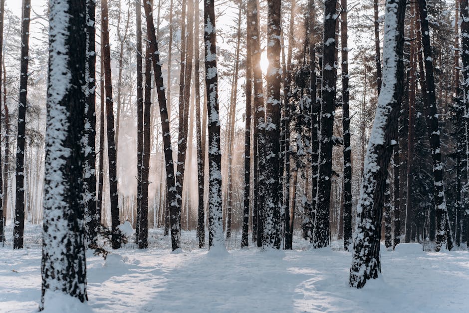 The Unpredictable Climate of New Orleans (image credits: pexels)