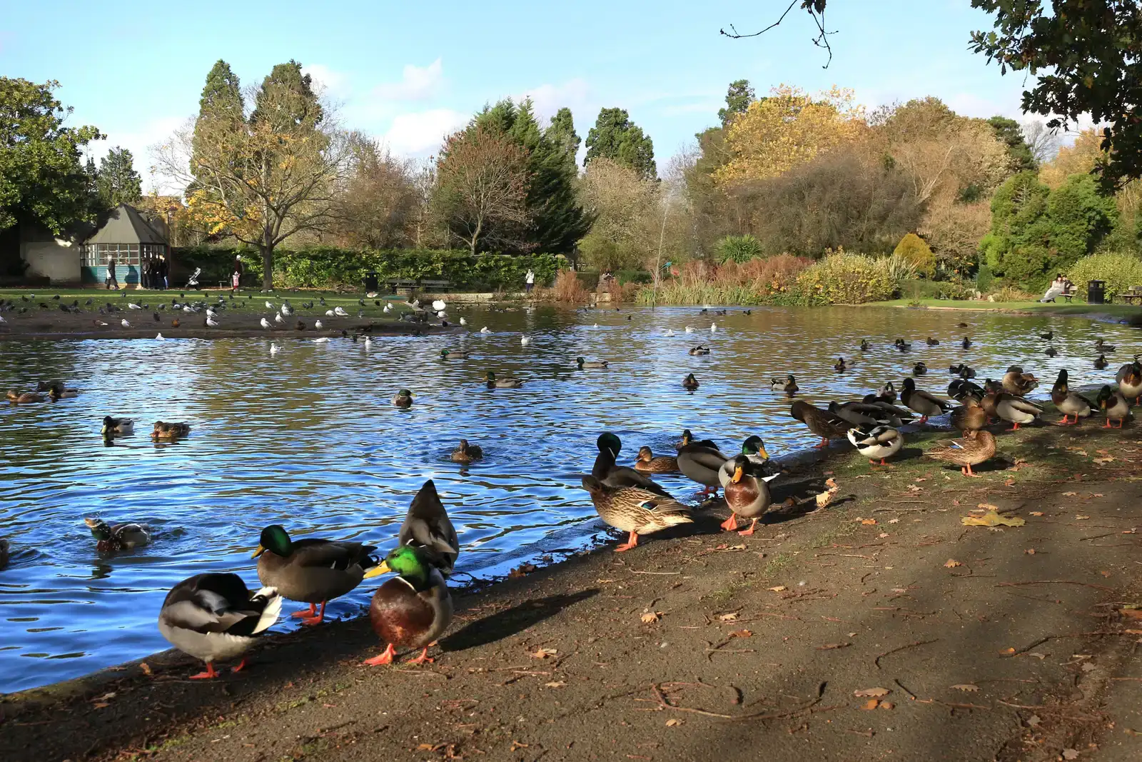 Wildlife and Ecosystems: The Silent Victims of the Crowd (Image Credits: Wikimedia)