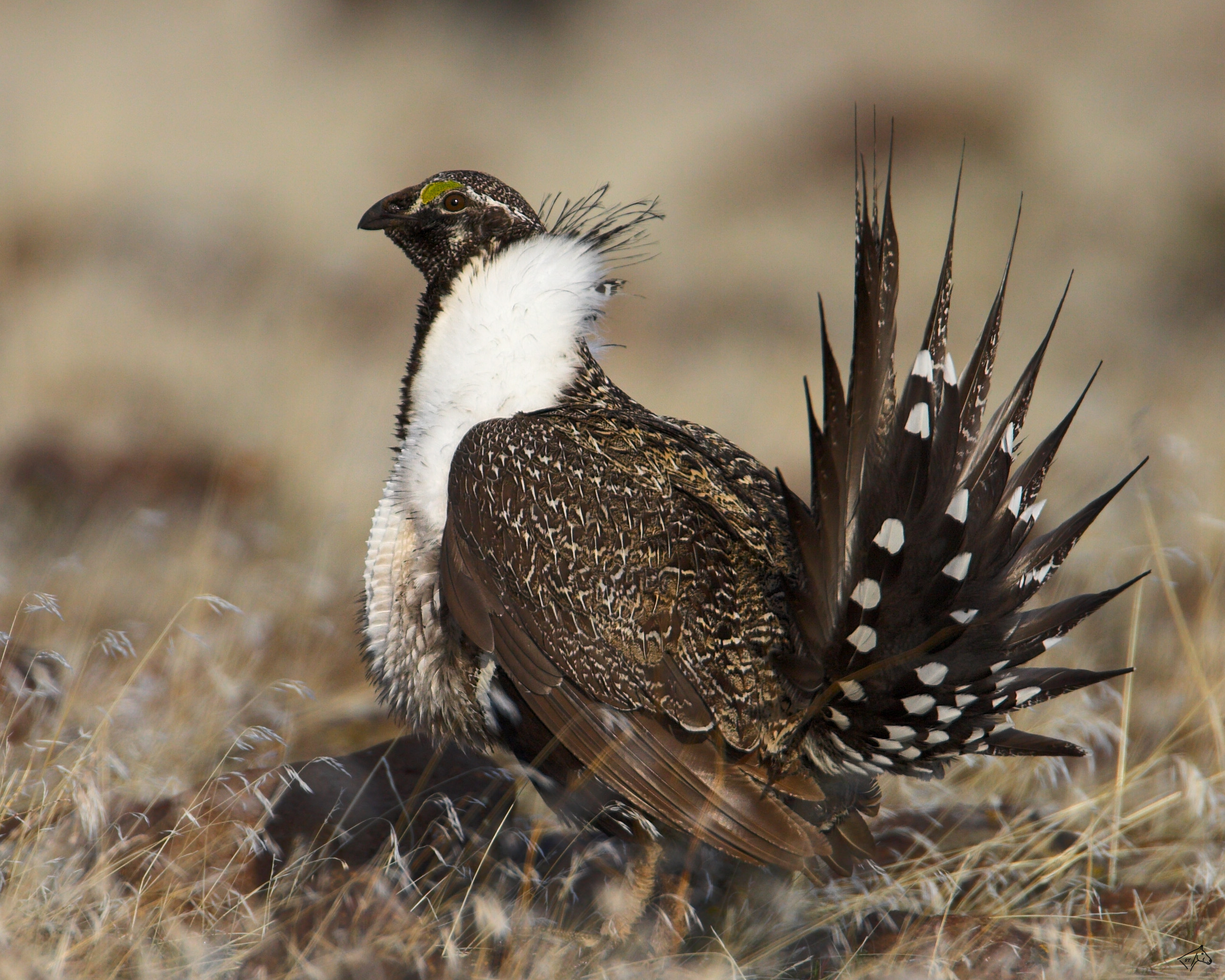 Sage Grouse Conservation Through Habitat Restoration (image credits: wikimedia)