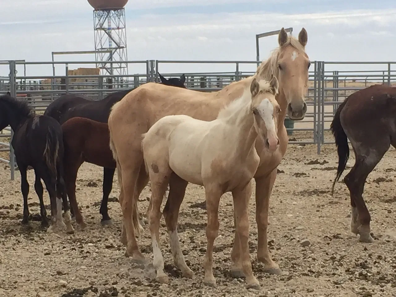 5. More Horses Now Live in Captivity Than on the Range (Soda Fire Emergency Gather Horses at BLM Corrals, Public domain)