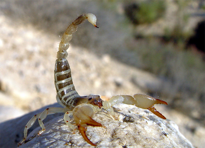 Scorpio: Transformation Without the Trauma (Image Credits: Wikimedia)