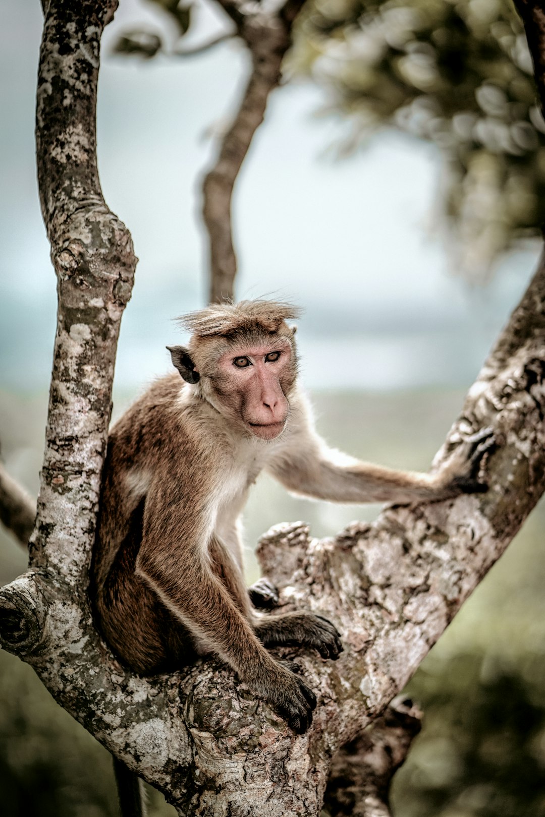 The Great Monkey Debate (image credits: unsplash)