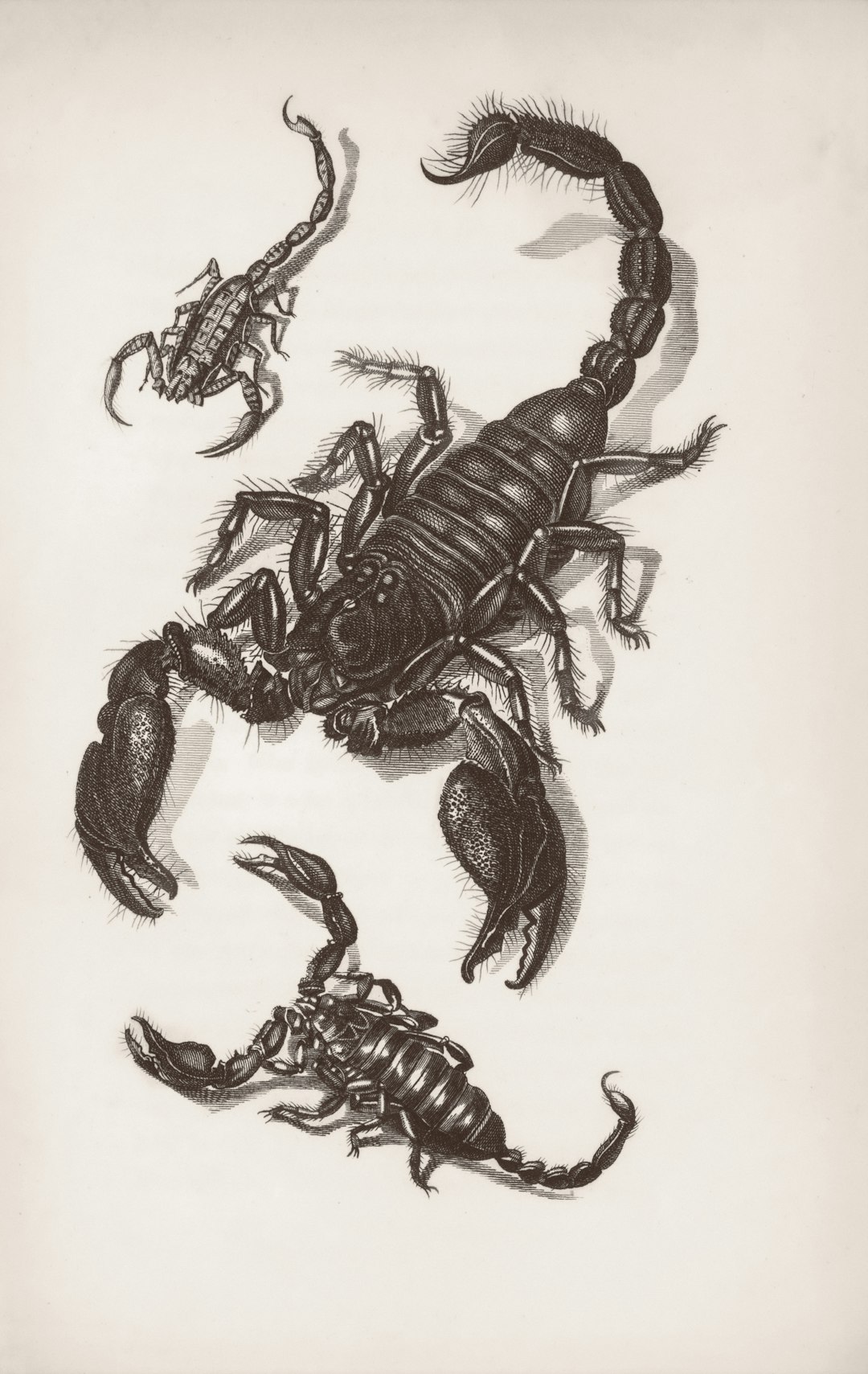 Scorpio: Deep Transformation Unlocked (image credits: unsplash)