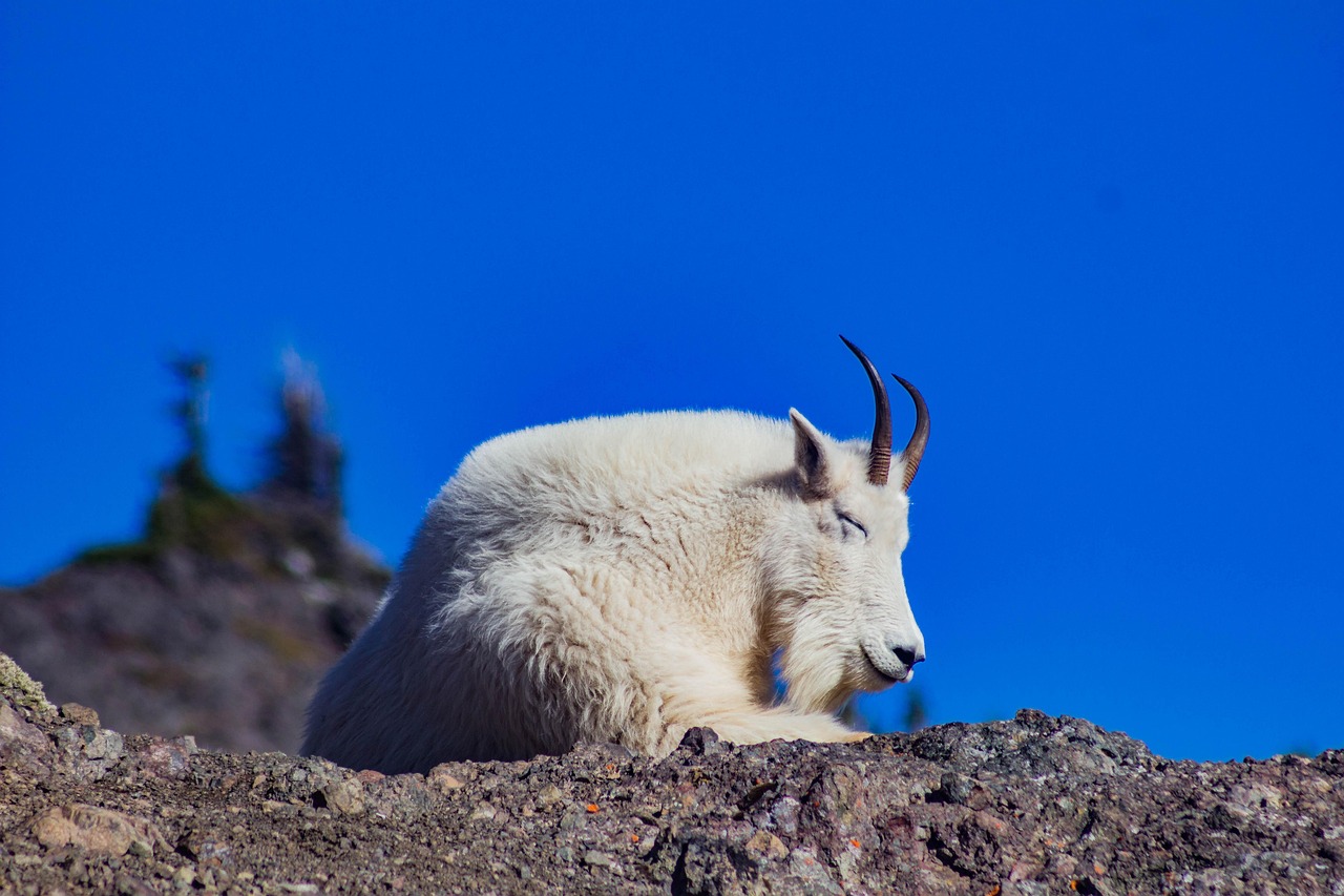 Capricorn: The Mountain Goat's Steady Climb to Victory (image credits: pixabay)