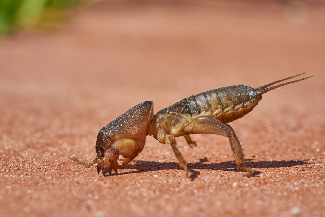 Scorpio's Cosmic Awakening Powers Their Professional Rise (image credits: unsplash)