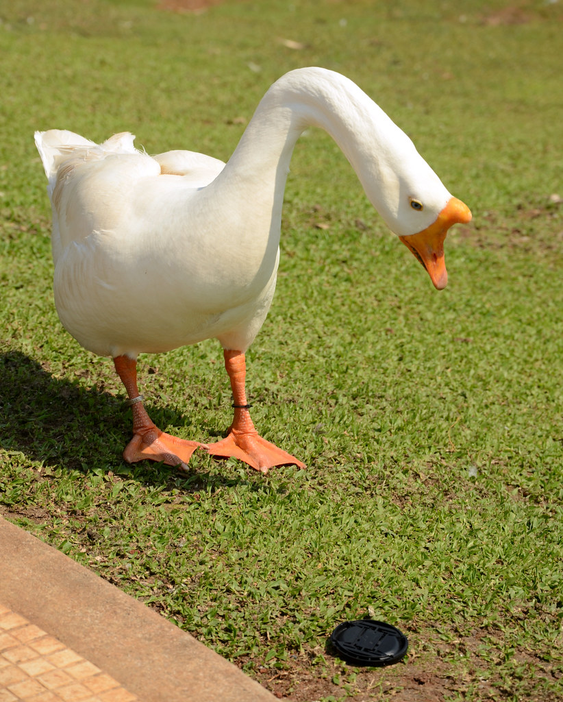 Foie Gras: France's Cruel Delicacy Still on American Tables (image credits: flickr)