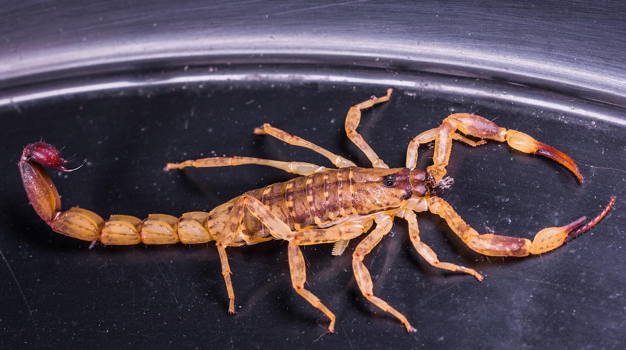 Scorpio - The Transformation Brings Rewards (image credits: pixabay)