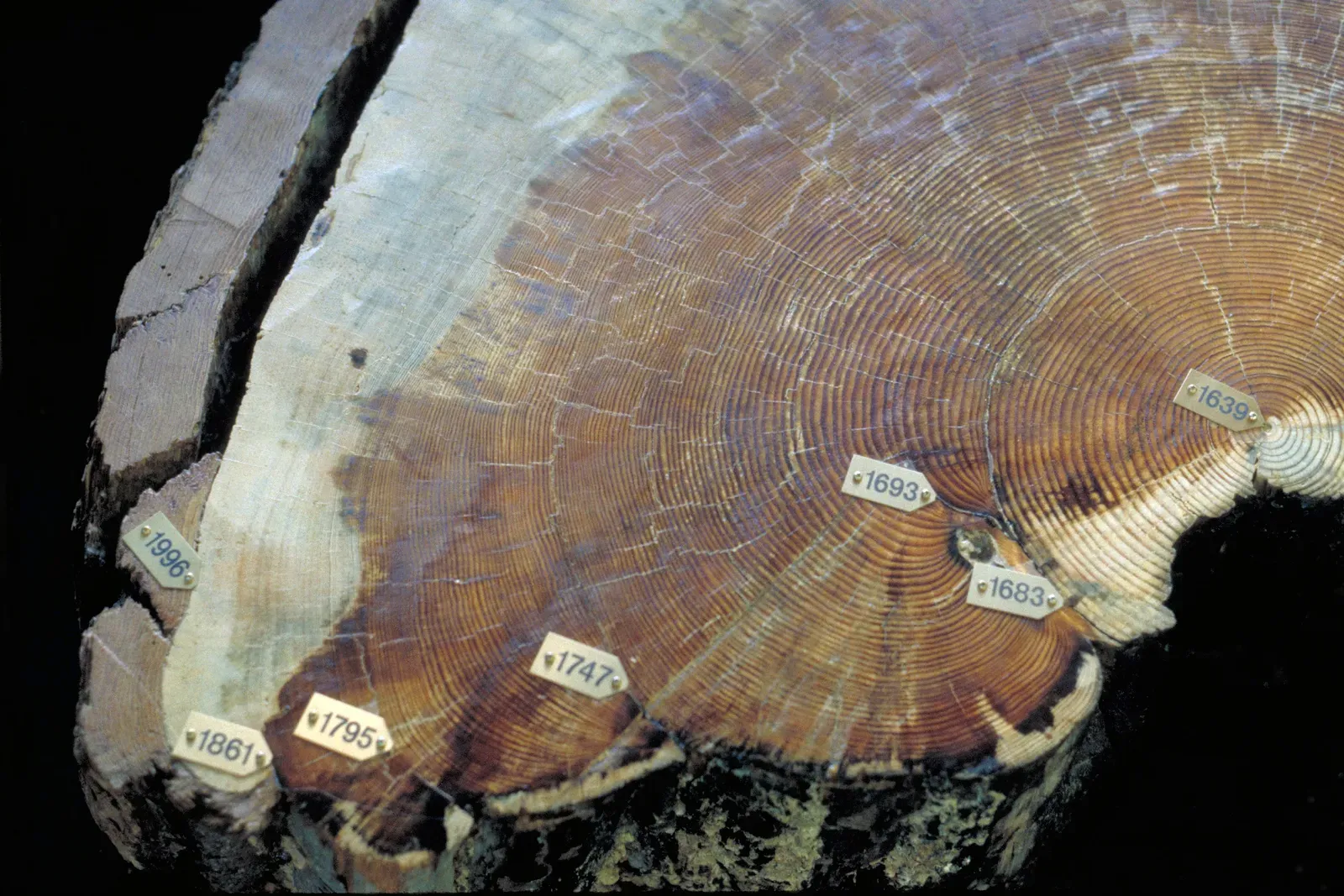 Tree Rings and Wildfire Connections (Image Credits: Wikimedia)
