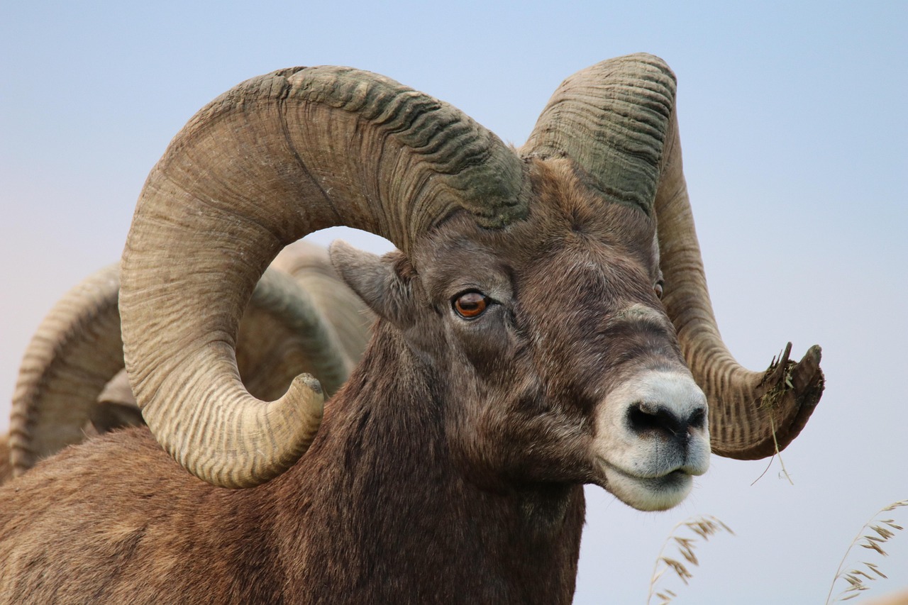 Desert Bighorn Sheep Populations Stabilizing in Nevada and Utah (image credits: pixabay)