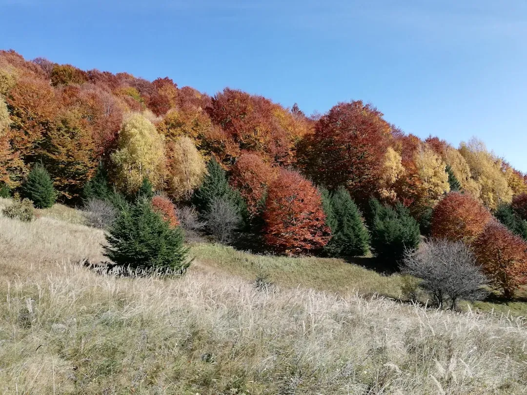 Tree Variety Creates Nature's Best Paint Palette (Image Credits: Unsplash)