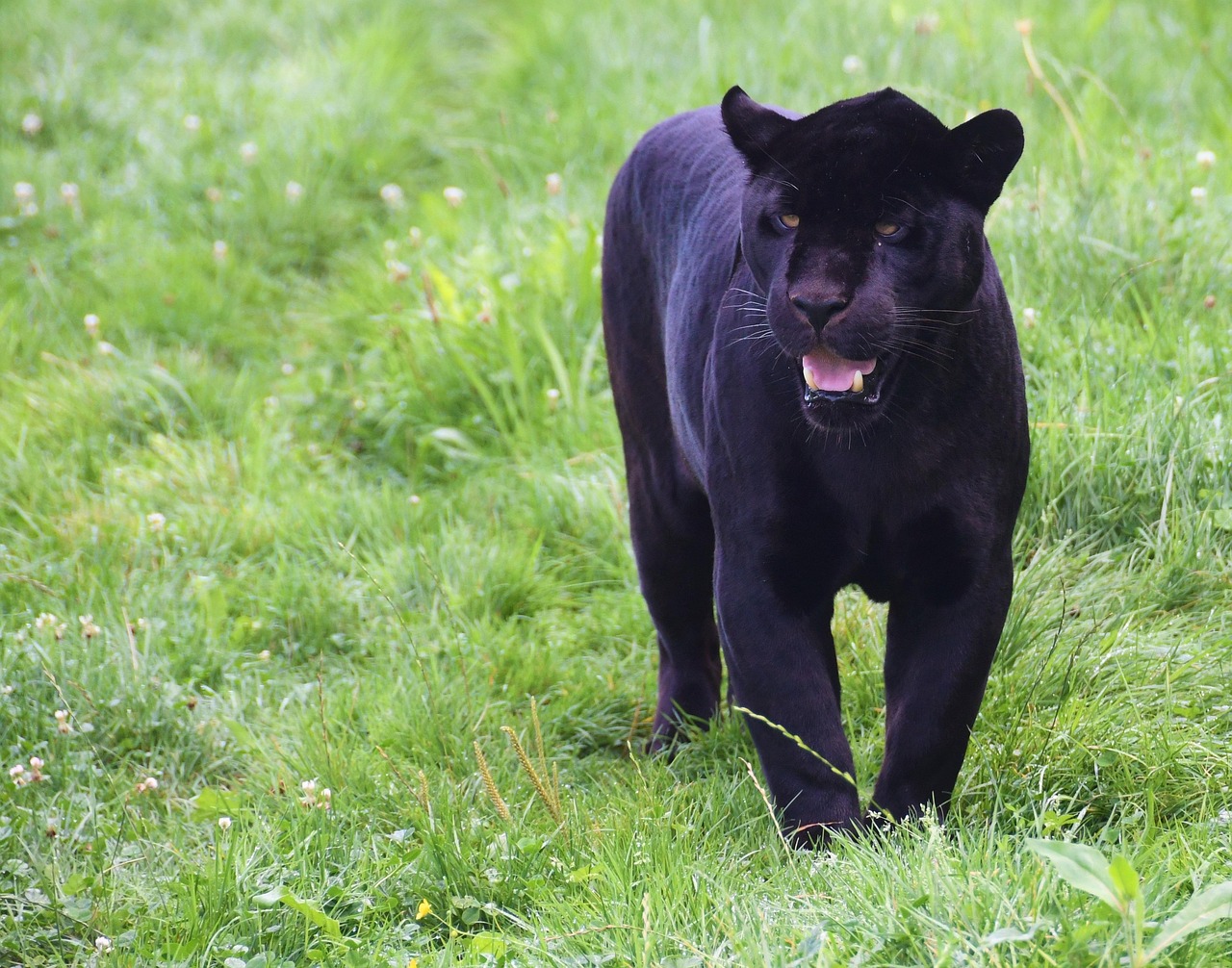The Indigenous Roots of the Black Panther Symbol (image credits: pixabay)