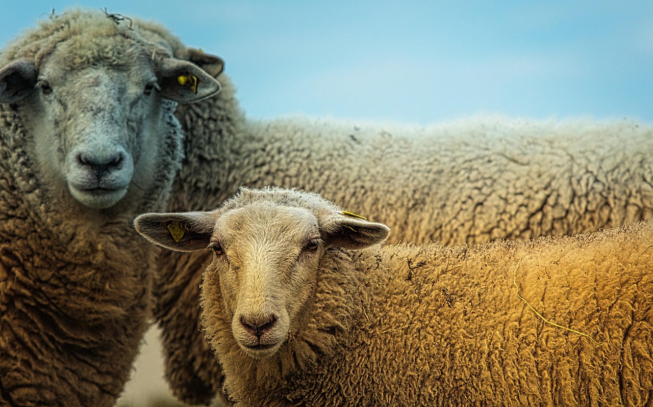 Aries: Mars in Libra Triggers Relationship Revolution (image credits: pixabay)
