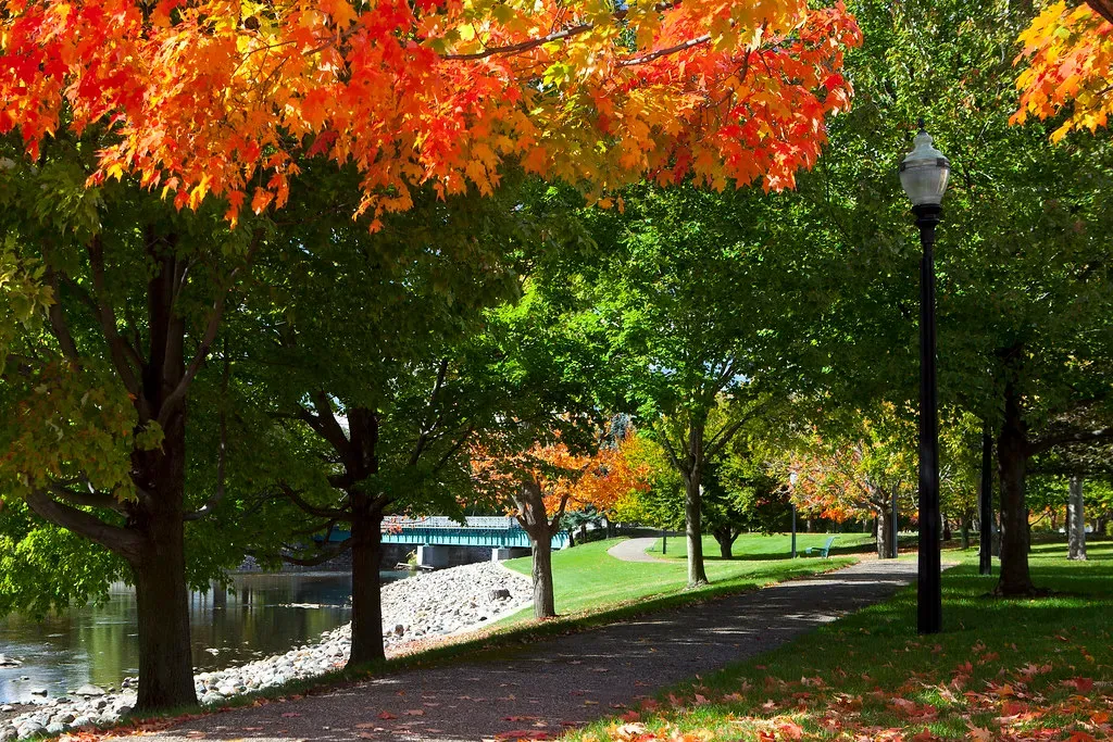 City Trees Put On Their Own Spectacular Show (Image Credits: Flickr)