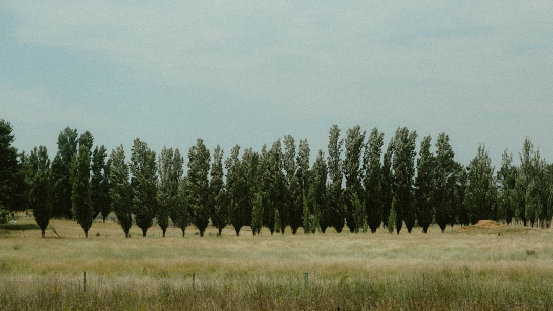 The Timber Culture Act of 1873: America's Failed Forest Initiative (image credits: unsplash)
