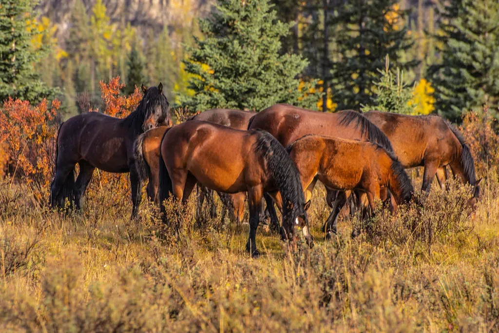 Historic Federal Law Shapes Modern Management Authority (Image Credits: Flickr)