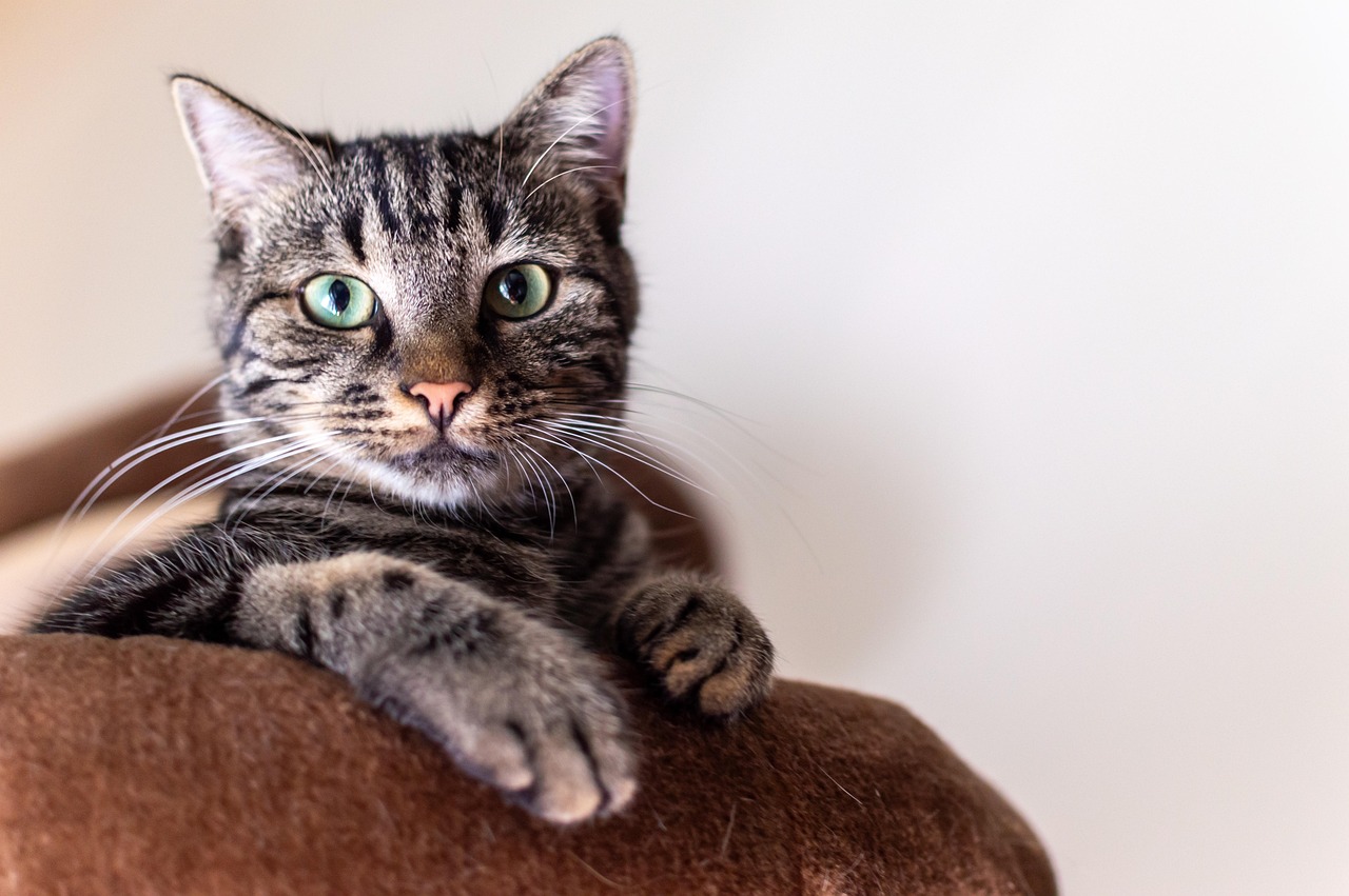Male-Dominated Pet Categories Growing Rapidly (image credits: pixabay)