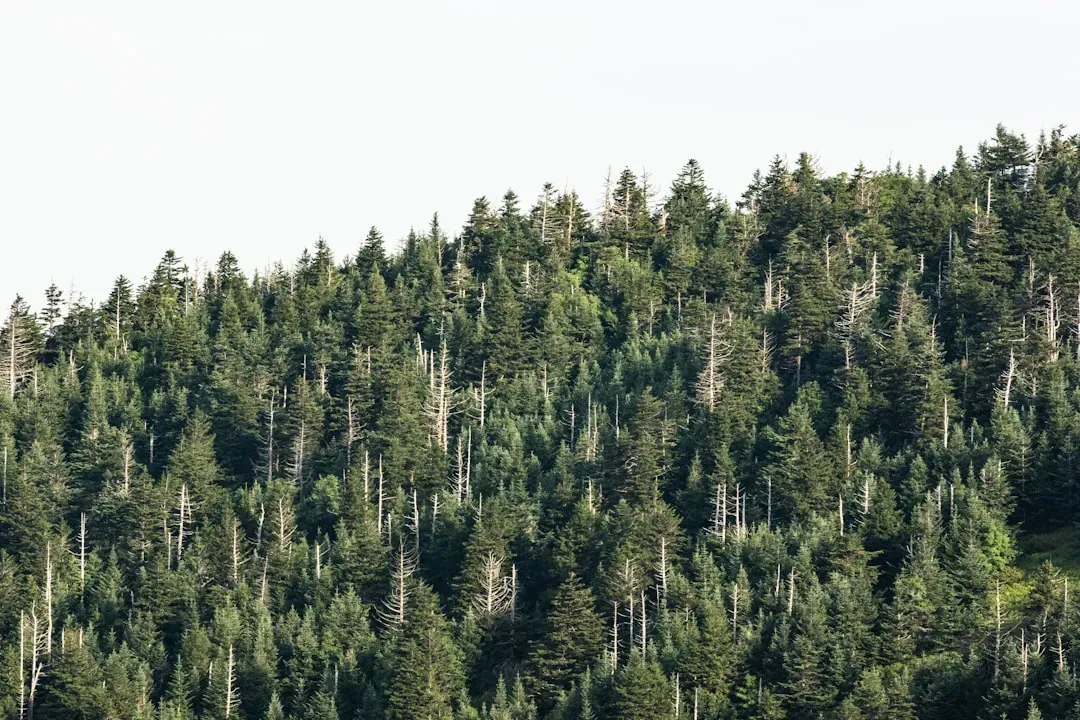 7. Great Smoky Mountains' Enduring Missing Children (Image Credits: Unsplash)