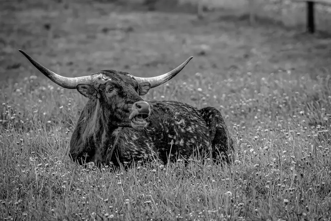 Taurus: Steady Strength Wrapped in Tenderness (Image Credits: Unsplash)