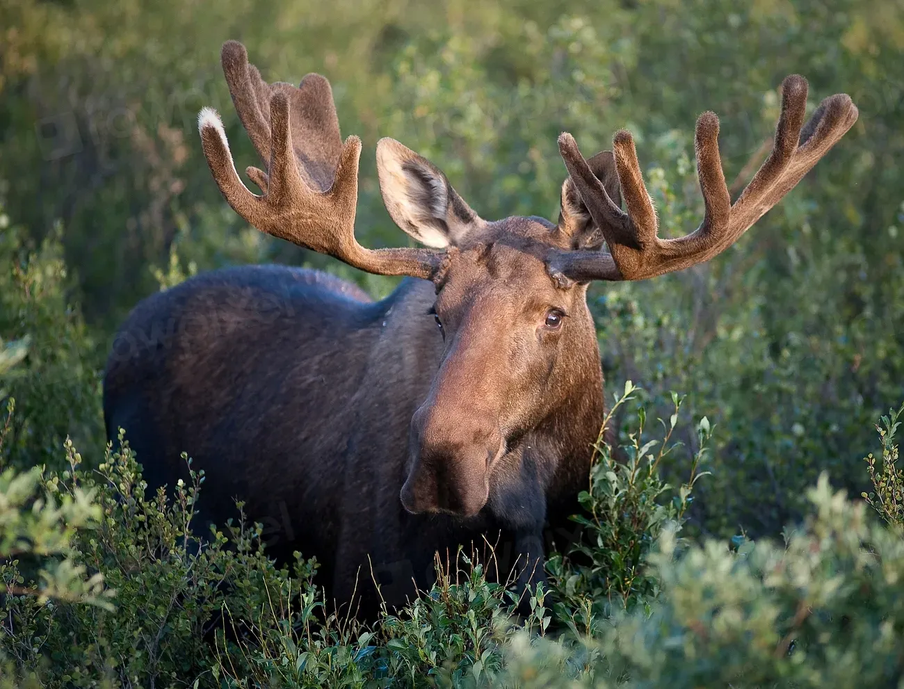 6. Moose: Deceptively Dangerous Giants (Image Credits: Rawpixel)