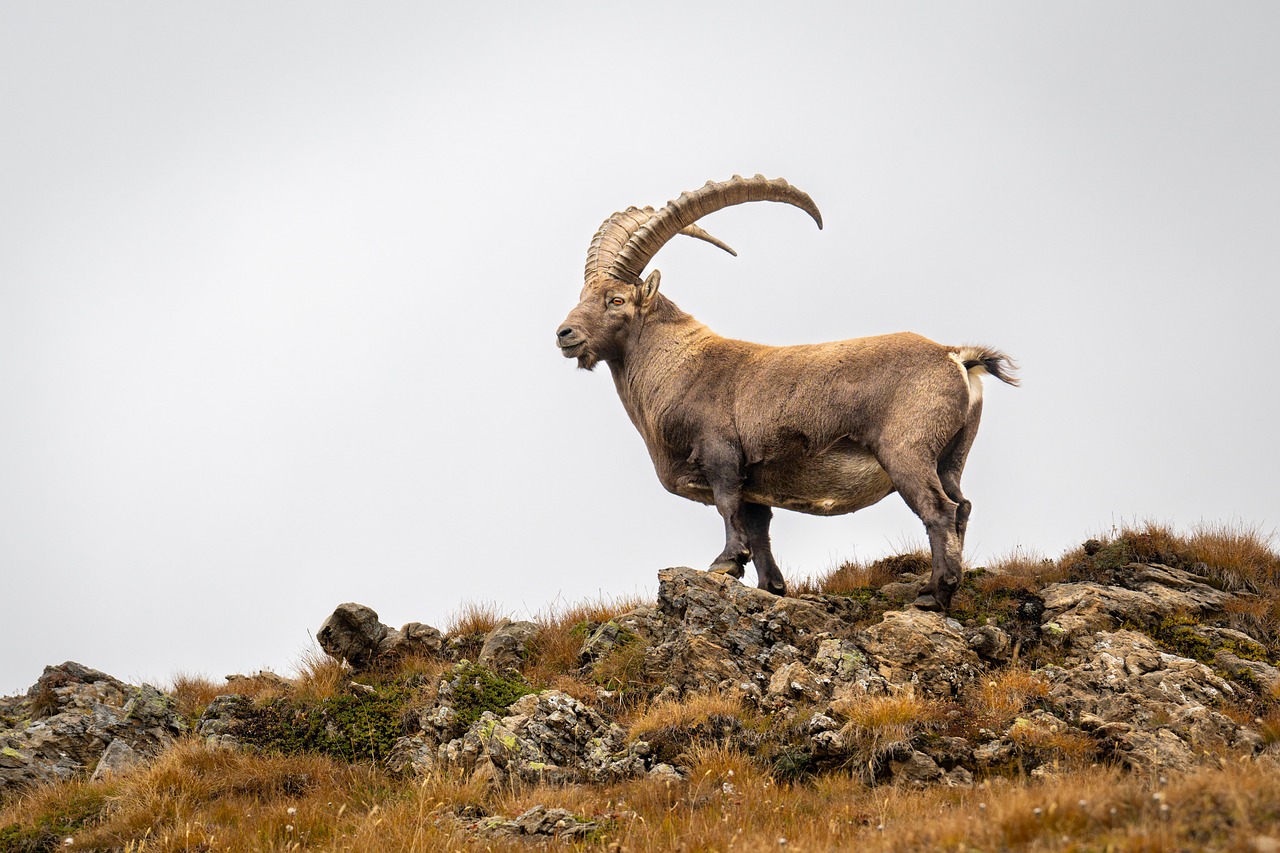 Capricorn: Closing Out a 16-Year Karmic Cycle (image credits: pixabay)