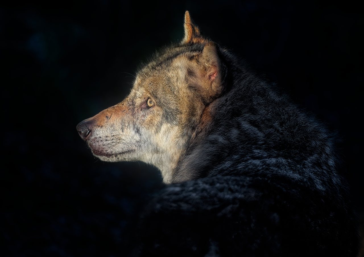 Mexican Gray Wolves Slowly Reclaim Arizona and New Mexico (image credits: pixabay)