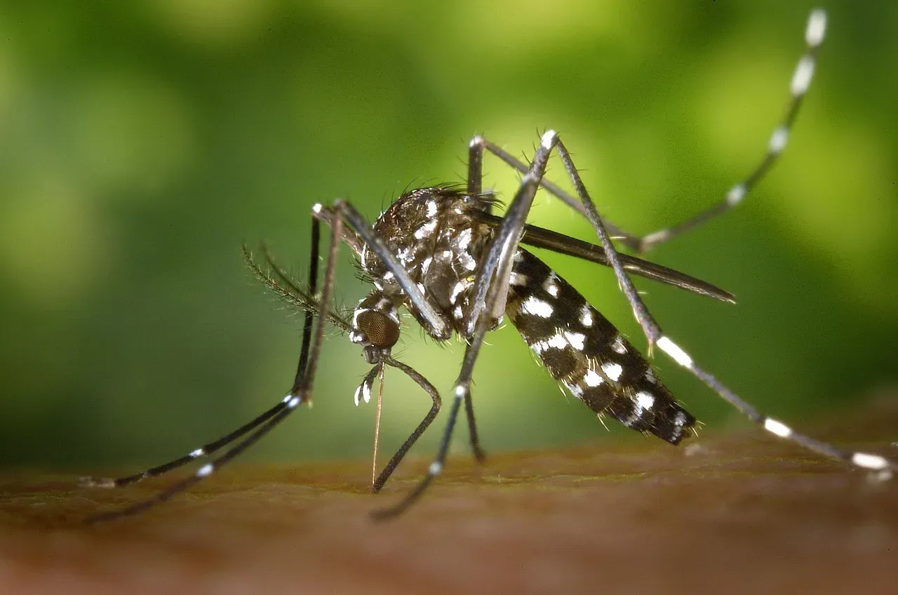 7. Mosquitoes: Not Just a Summer Nuisance (Image Credits: Pixabay)