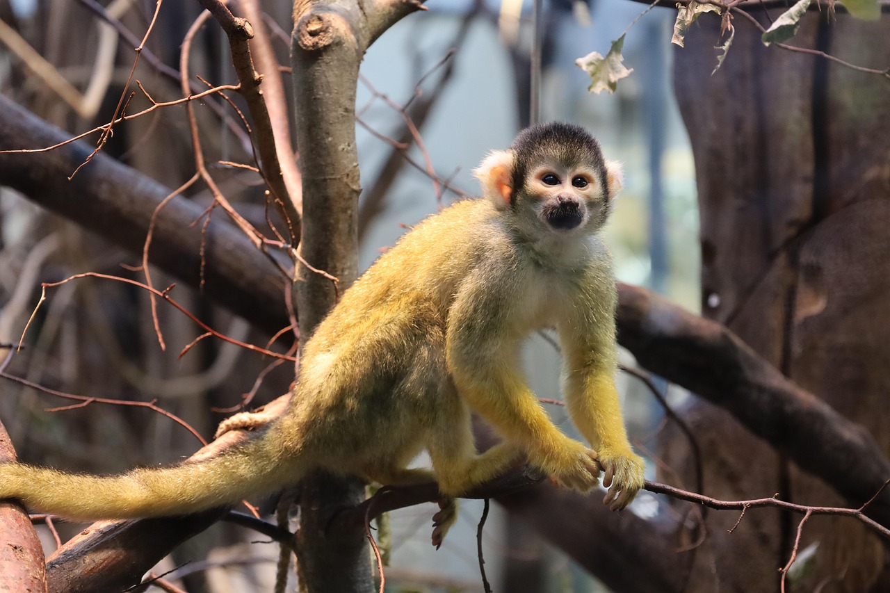 Recent Wild Encounters (image credits: pixabay)