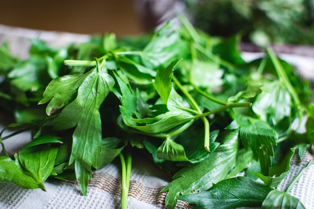 Fresh Herbs – Concentrated Flavor and Medicine (image credits: rawpixel)