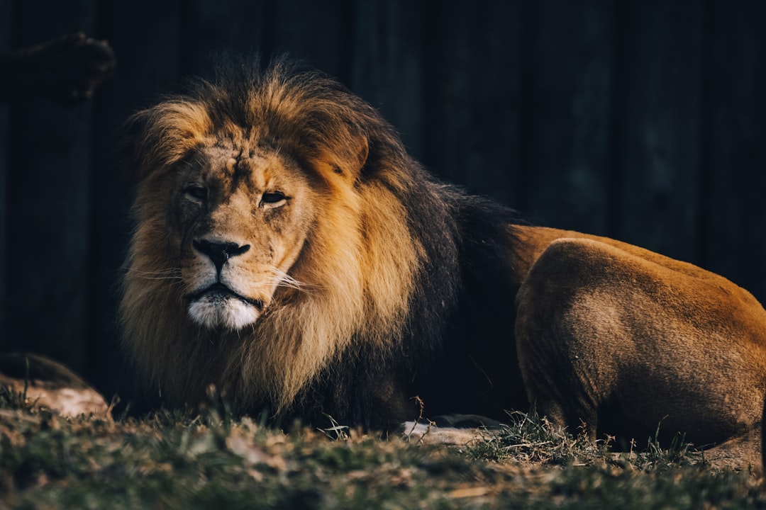 Leo: Commanding Success Through Natural Leadership (Image Credits: Unsplash)