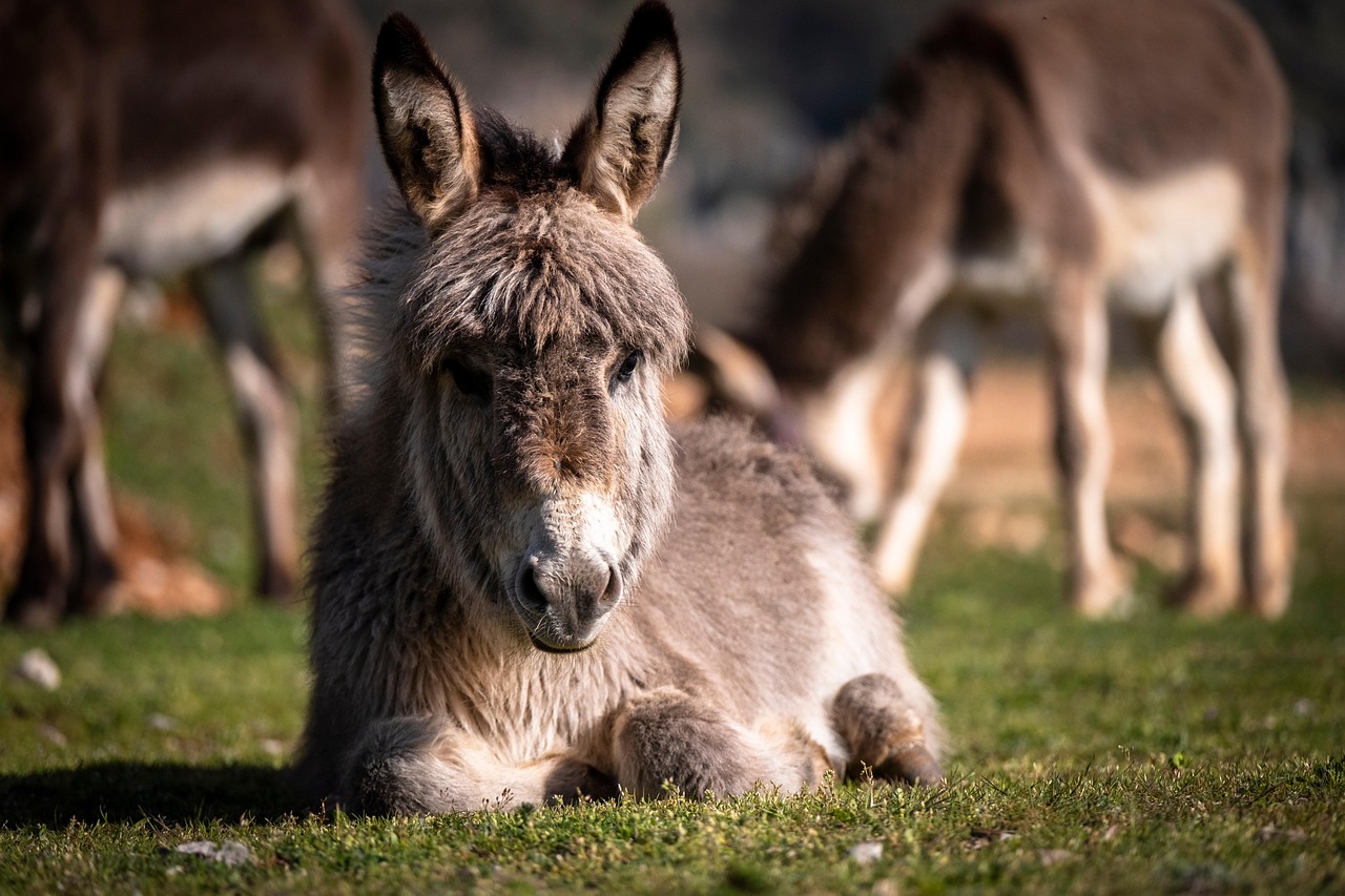 Arizona: No Donkeys Sleeping in Bathtubs