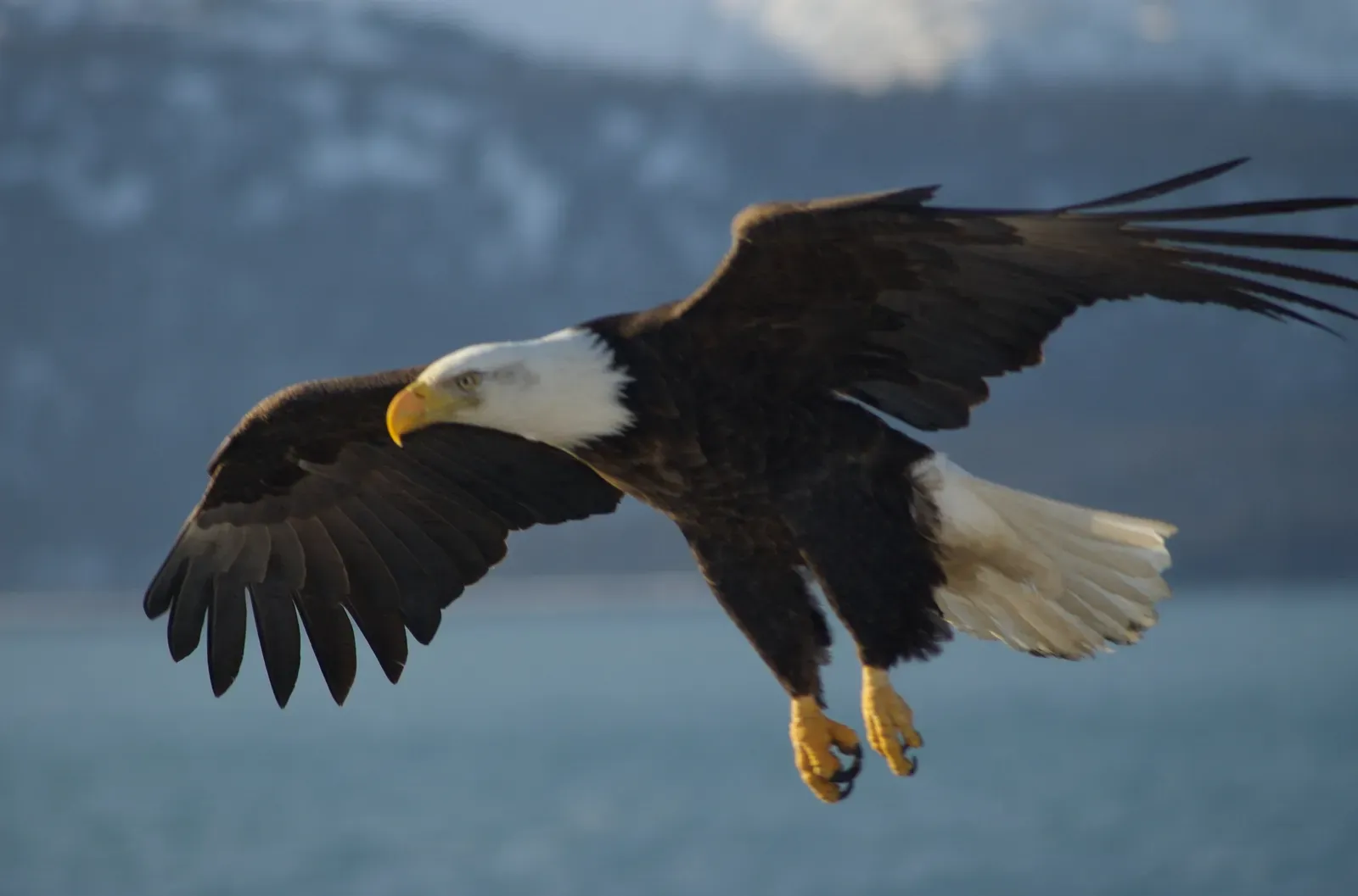 Bald Eagles Soaring Over Alaskan Shores (Image Credits: Wikimedia)