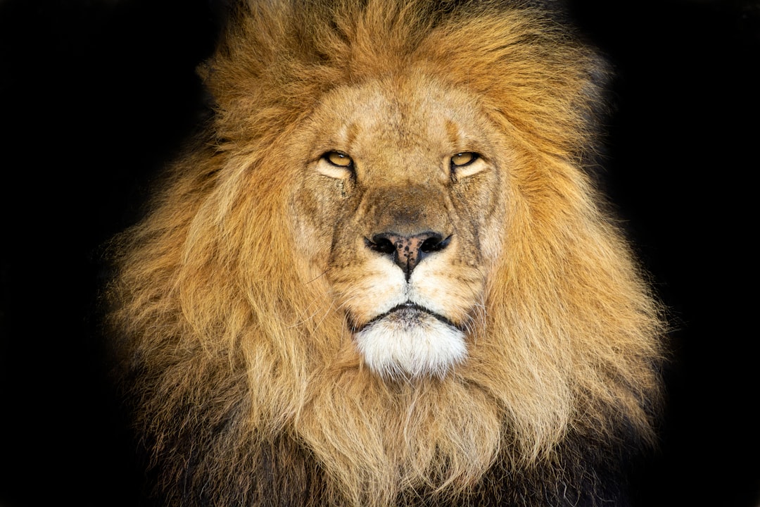 Leo: The Natural Born Leader Taking Center Stage (Image Credits: Unsplash)
