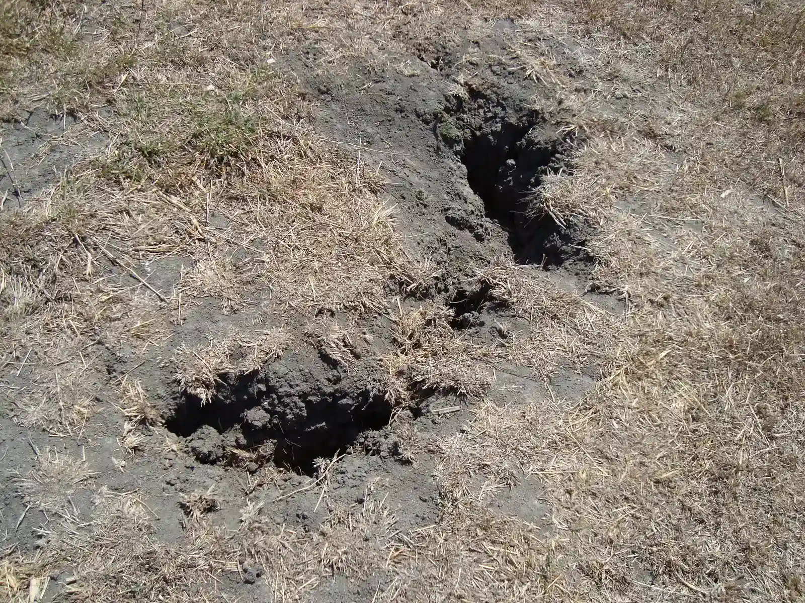 Texas Faces a Looming Generational Crisis (Image Credits: Wikimedia)