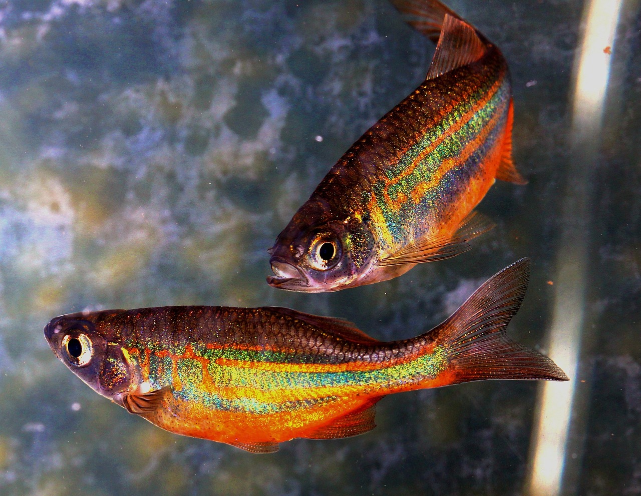 Pisces: Swimming Toward Emotional Freedom (Image Credits: Pixabay)