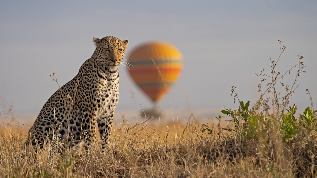 Economic Benefits of Western Rewilding Initiatives (image credits: unsplash)