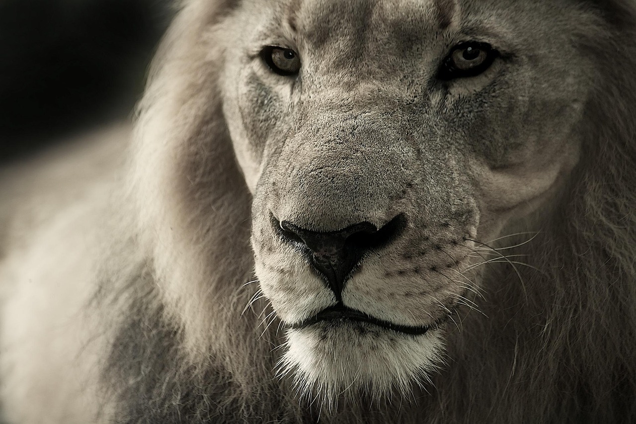Leo: The Secret Spotlight Seeker (image credits: pixabay)