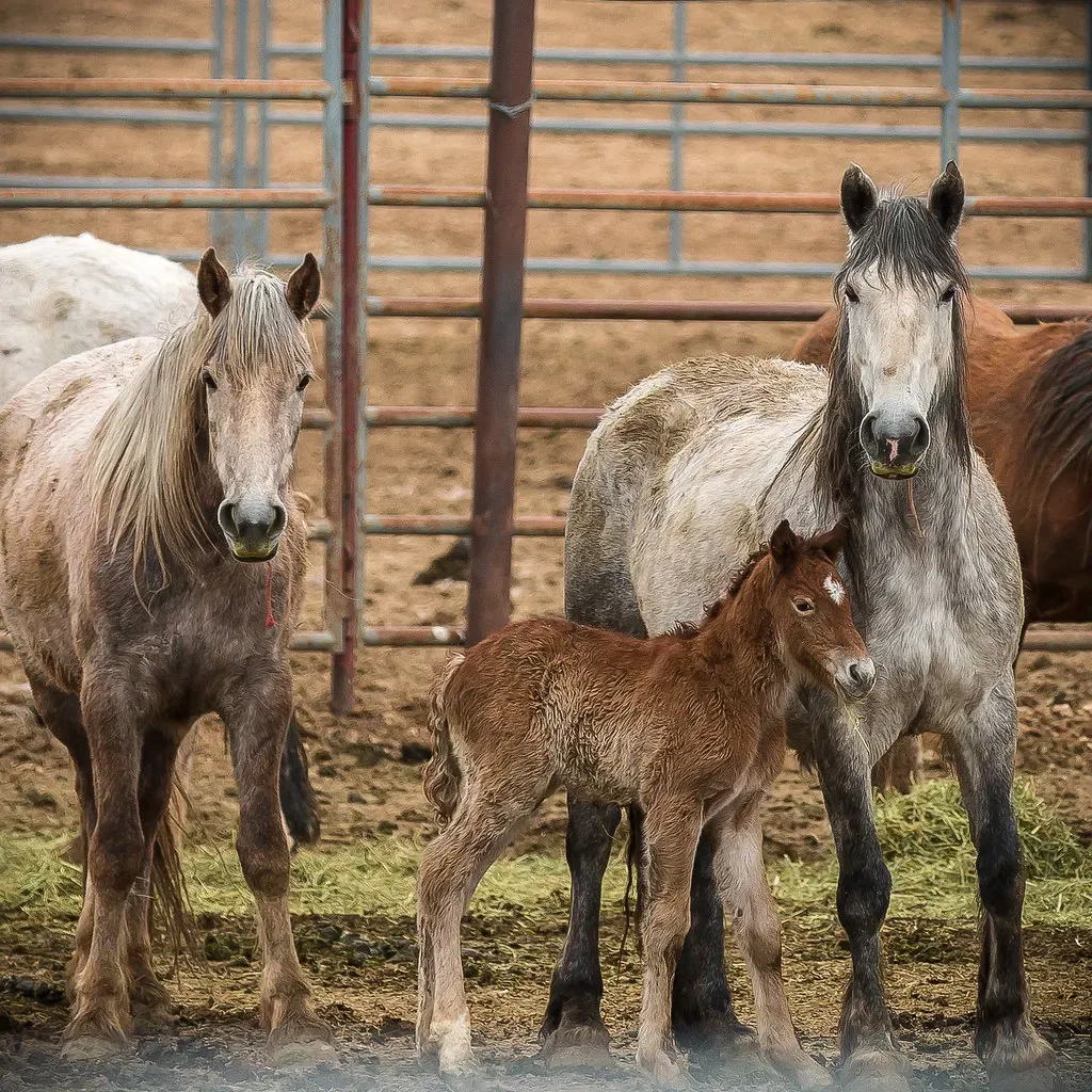 Roundup Methods Face Intense Welfare Scrutiny (Image Credits: Flickr)