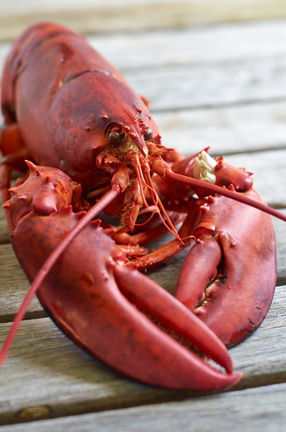 Red Lobster: America's Seafood Institution Gets New Leadership (Image Credits: Stocksnap)