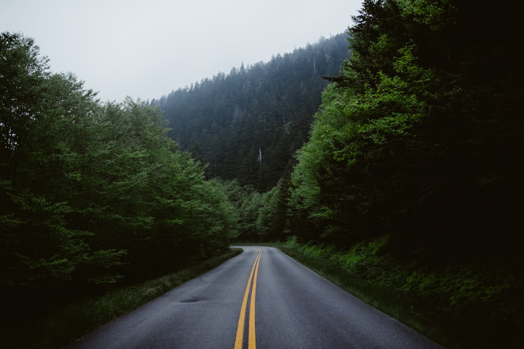 Mount Mitchell Scenic Drive: Reaching New Heights (image credits: unsplash)