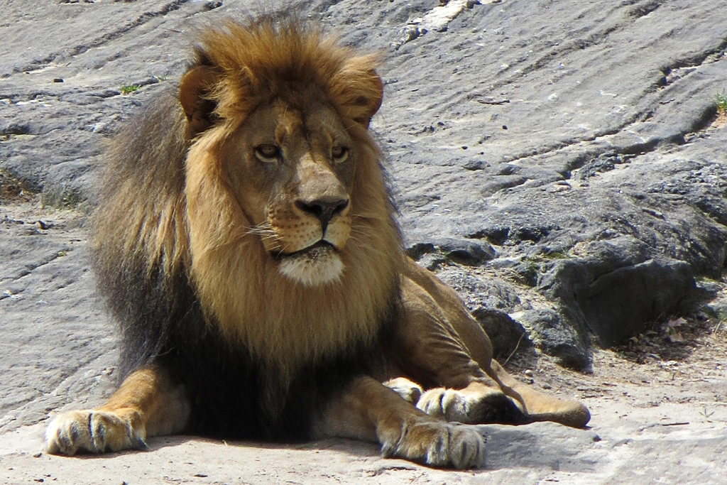 Leo - The Lion Claiming Their Throne (Image Credits: Rawpixel)