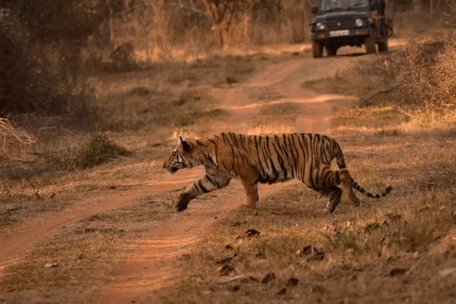 2. Ranthambore National Park, India: Supreme Court Steps In (Image Credits: Pexels)